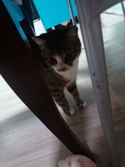 Отдам кошку в хорошие руки