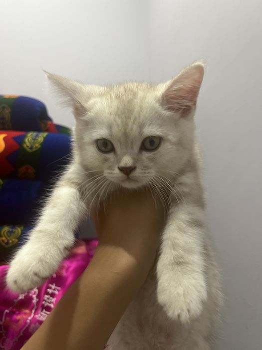 Скотиш страит шотландский котенок