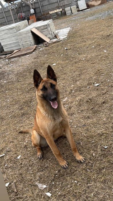 Продам собаку порода Бельгиская овчарка