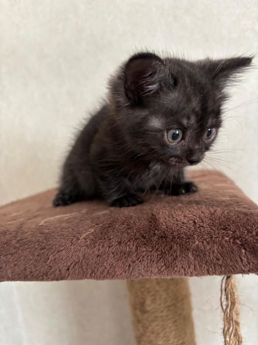 пристраиваюца котята в хорошие руки без маленьких детей