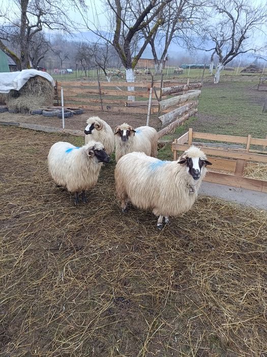 Oi frumoase de vânzare