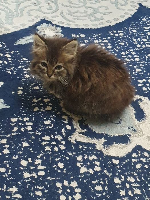 Срочно отдадим котёнка