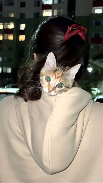 отдаем котенка в хорошие руки