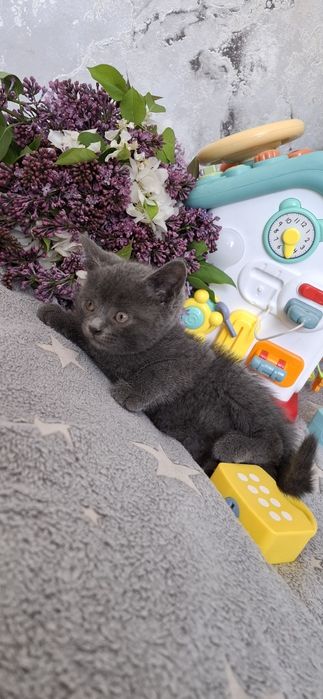 Британский котёнок