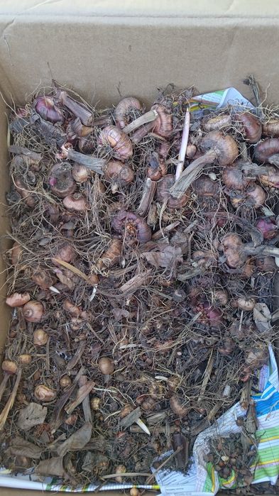 Продаю луковицы гладиолус цвет красный