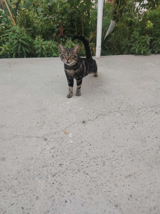 Продам  Бенгальгасгую кошку