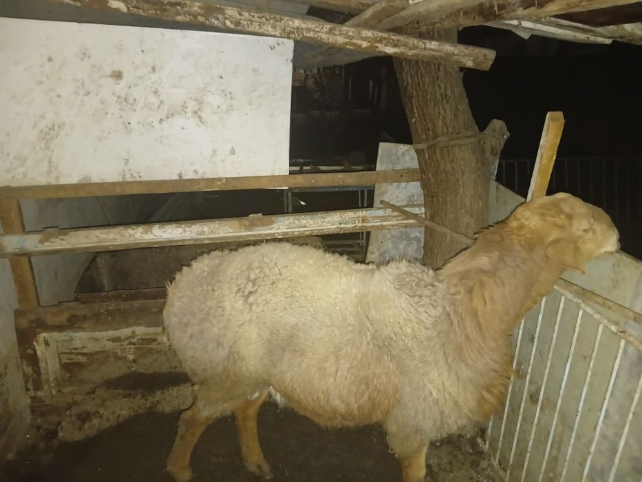 Srochna Qochqor zotdor arashan sotiladi