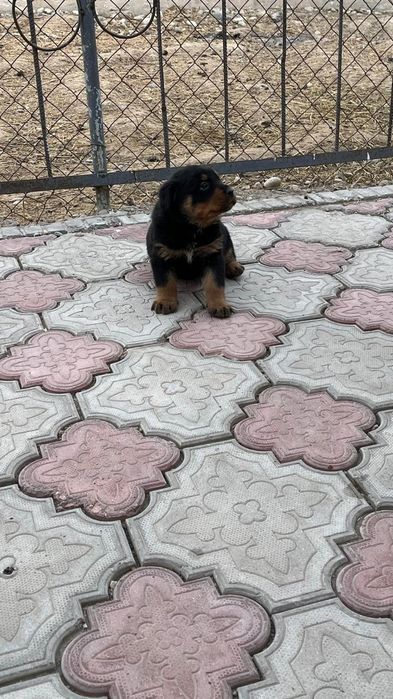 Продам сабаку ратвейлер.