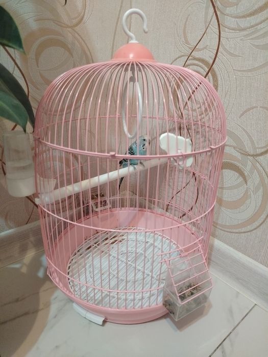 Попугай клеткасымен