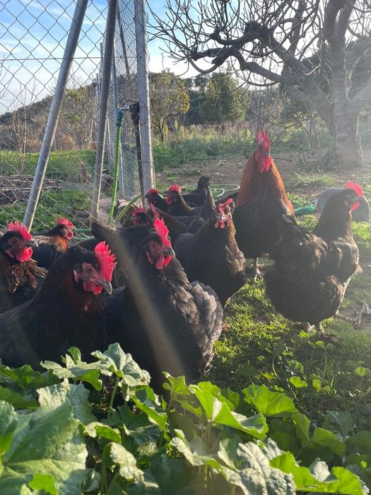 Разплодни яйца от Черен мед маран