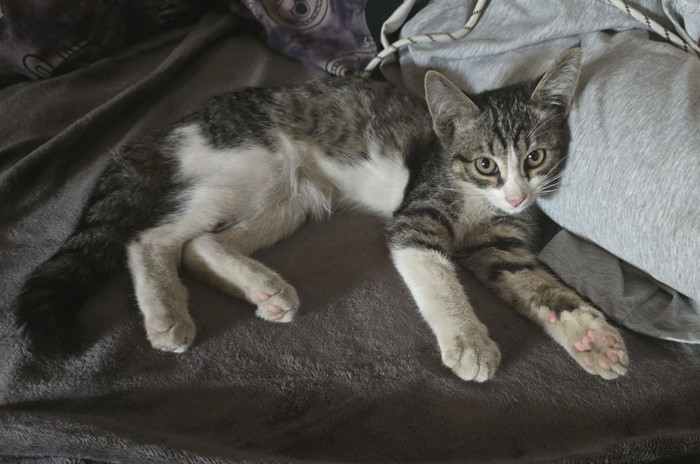 Котенок 3 месяца.