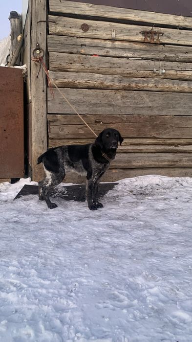 Продам  курцхаар