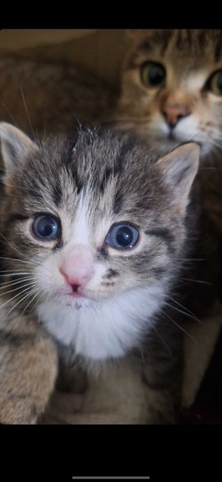 Отдам котят в хорошие руки