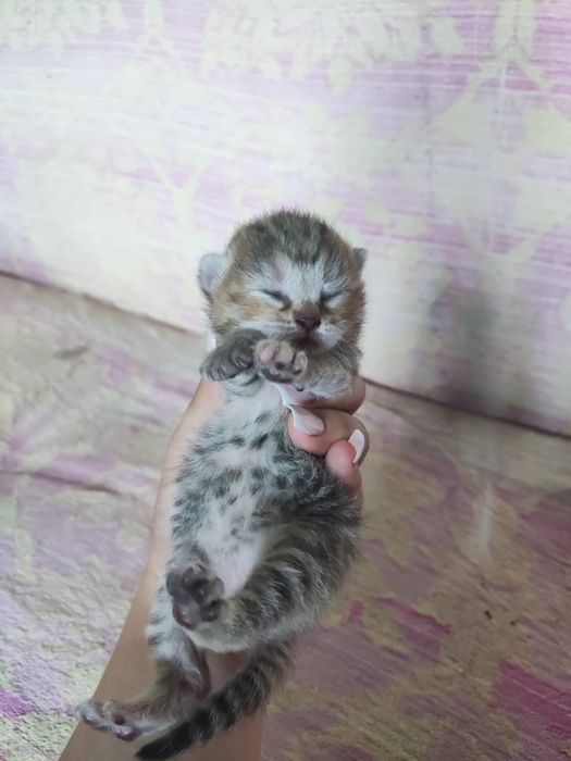 Продам котят 15 тыс