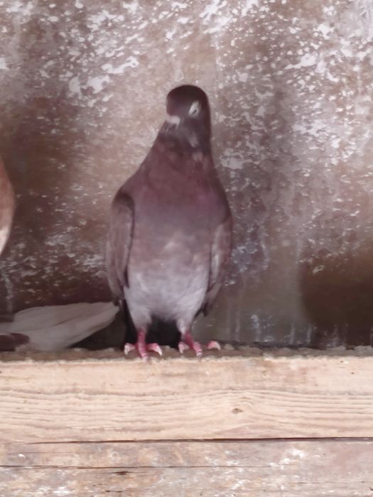 Vând jucători  cernavoda