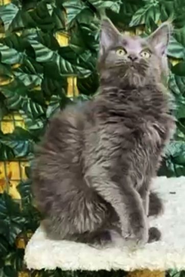 В продаже Мейн Кун