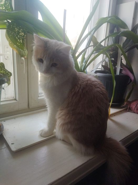 отдам даром котенка