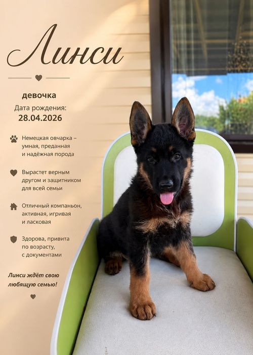 Щенки немецкой овчарки