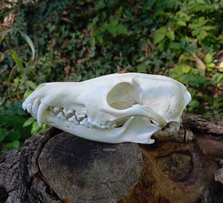 trofeu.trofee.craniu vulpe frumoasa