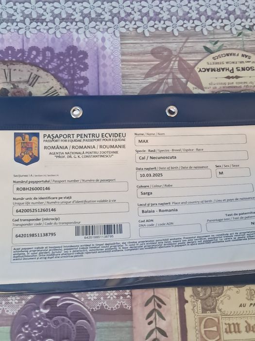 Armăsar de vânzare