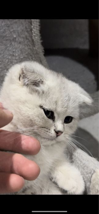 Scottish Fold va Scottish Straight Toza qon Chinchilla Sotuvda