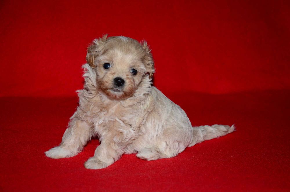Кукольные Мальтипу F1 , Maltipoo ! Мини и супер-мини ! Эксклюзив!