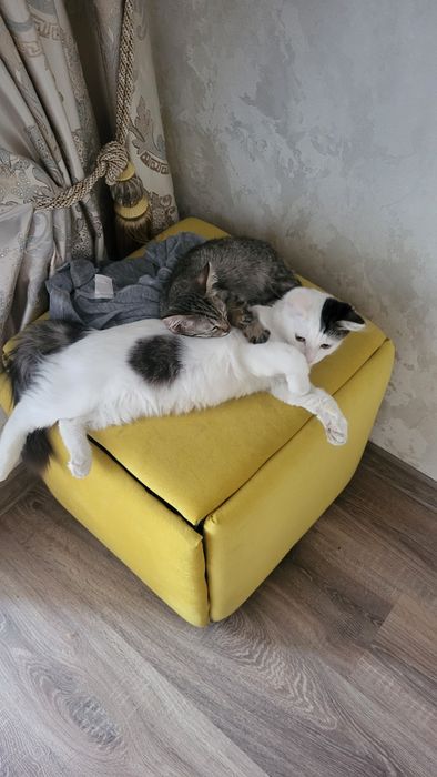 Кошечка ищет дом