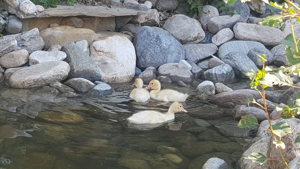 Бели неми патици
