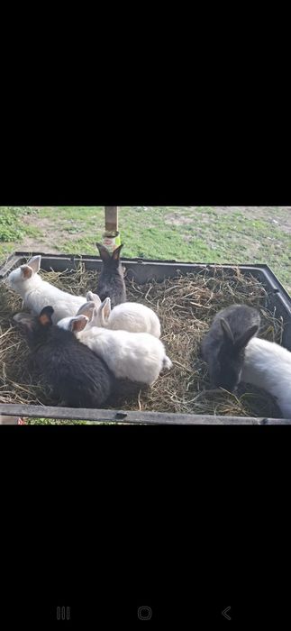 Iepuri tineri si frumosi