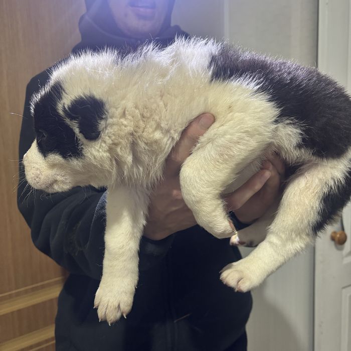 Продается щенки алабая