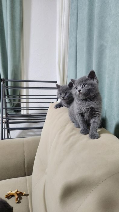 Продаётся котята скотеш