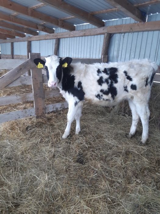 Vand o vitea rasă de LAPTE