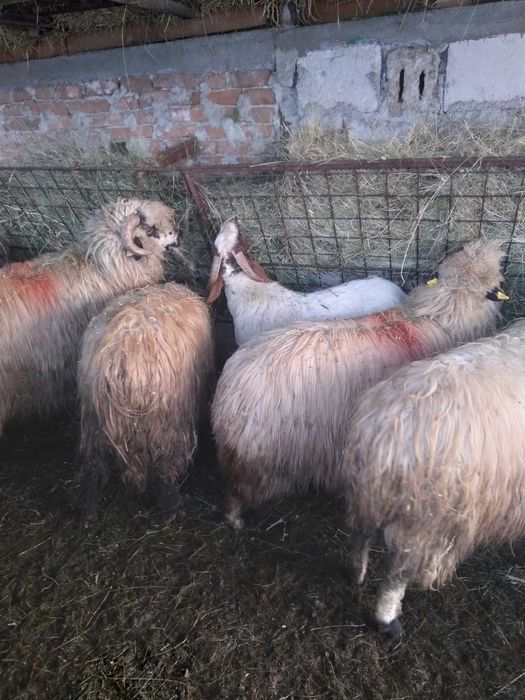 Vând urgent țap de 7 luni