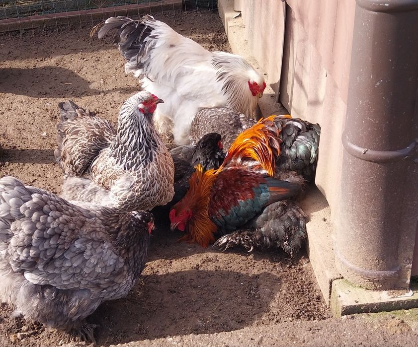 Vand pui   oua ,Brahma, toate culorile cochinchina,motate olandeze,