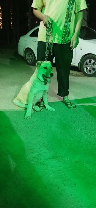 Алабай.  3.5 месяца.  Мальчик