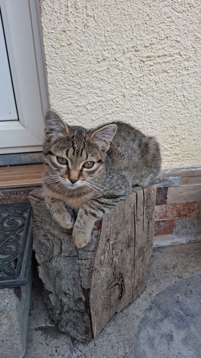 Pisici spre adoptie