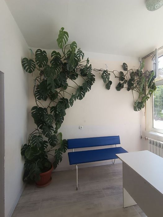 Xonadon va ofis uchun juda katta va chiroyli gul sotiladi.