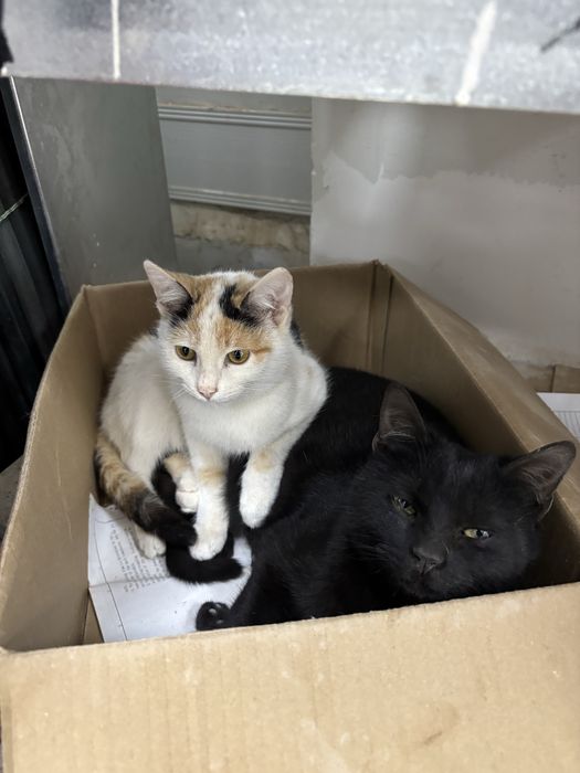 Отдам кошек в ДОБРЫЕ руки!