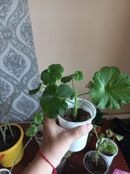 Продаётся герань