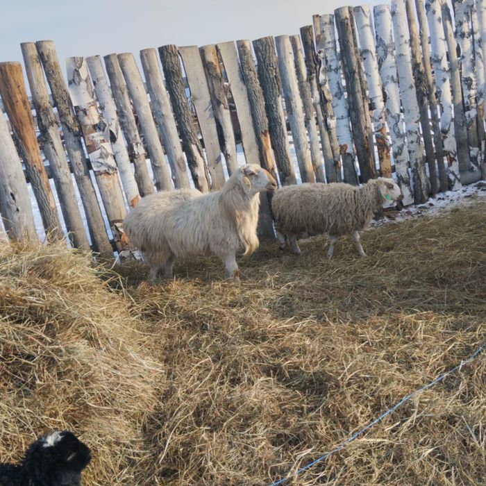 Продам кошкара едильбай