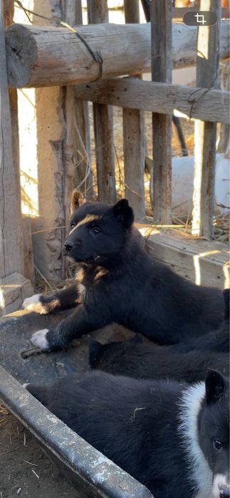 Лайка щенкий Русский европейский