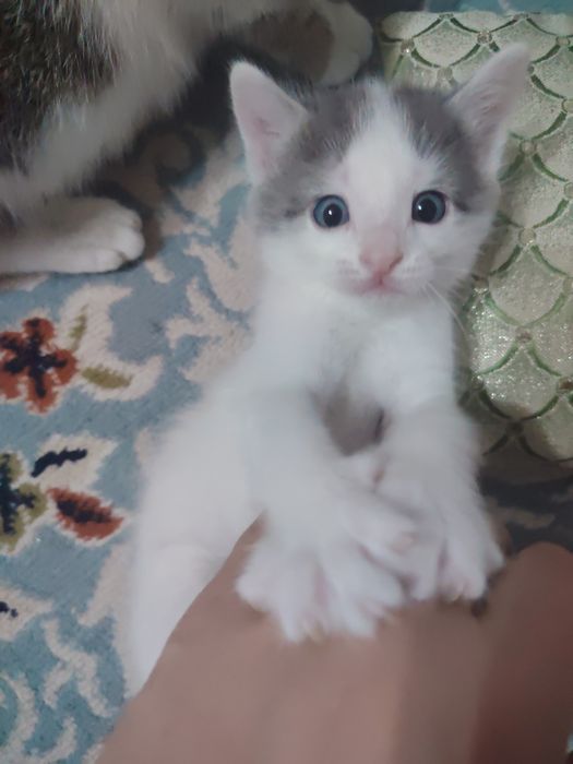 Отдам котят в добрые руки