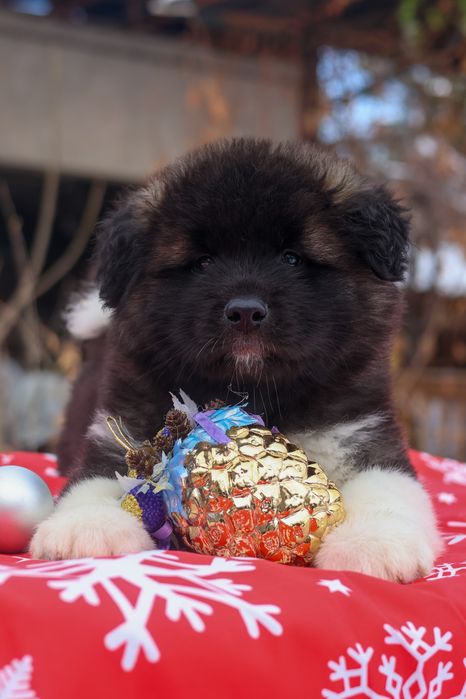 Щенки Американской Акиты