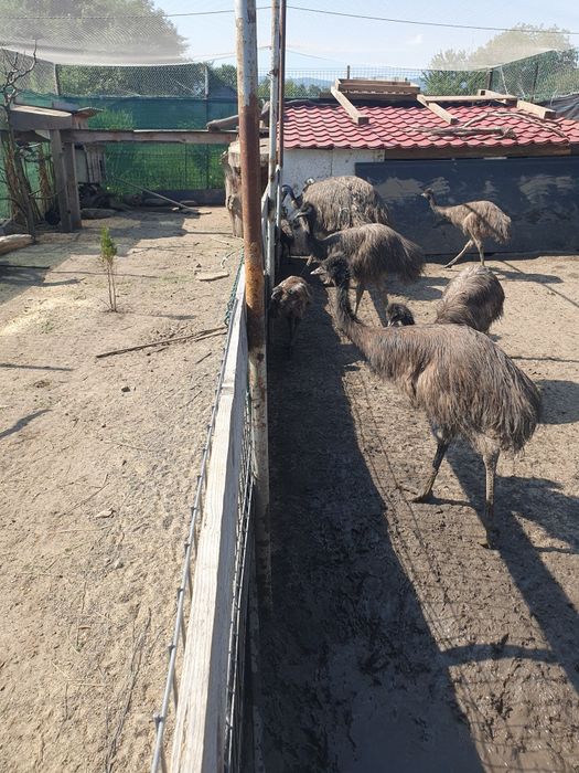 Emu de vânzare  la 5 luni
