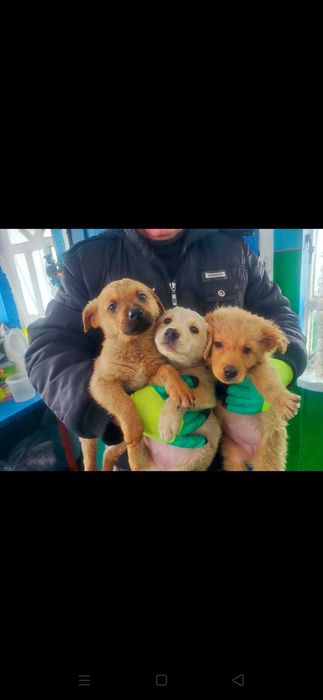 Щенки. В добрые руки