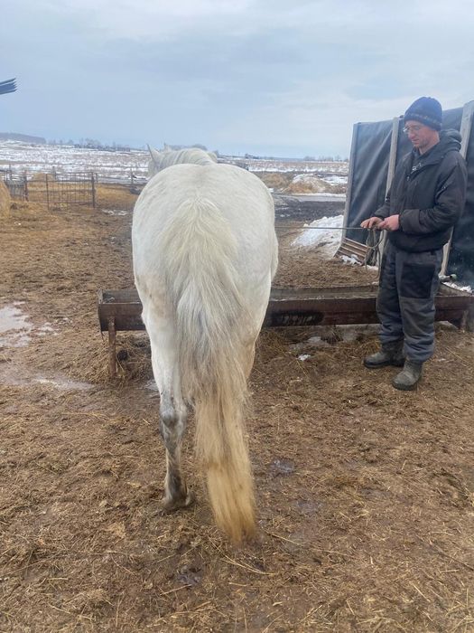Продается жеребецов...