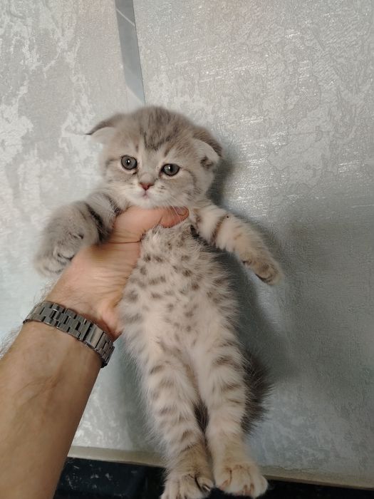Продаются котята