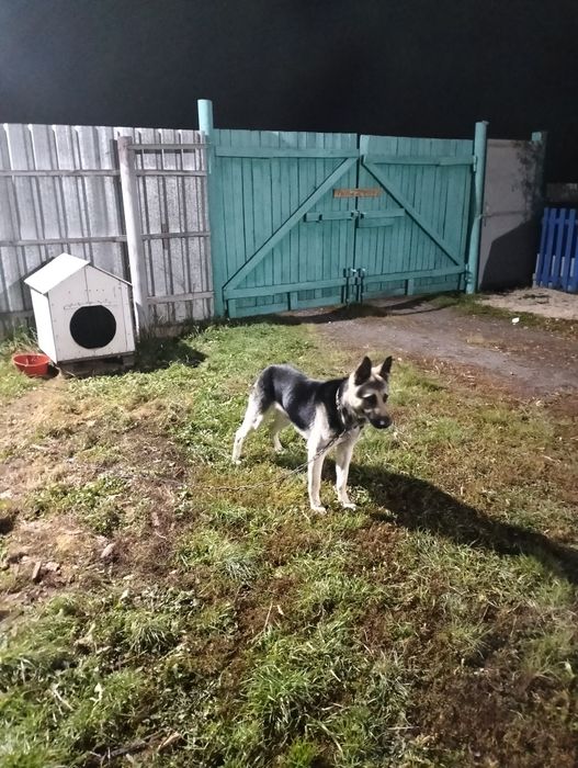 Продам восточно европейскую овчарку