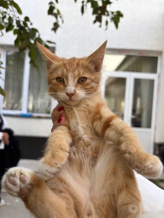 Отдаем котят в добрые руки .