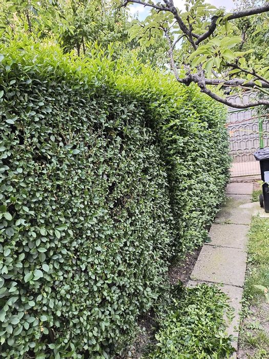 taieri, amenajari gard viu, arbusti ornamentali, conifere ornamentale